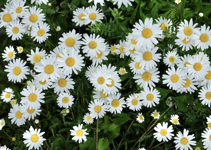flwrs.webp