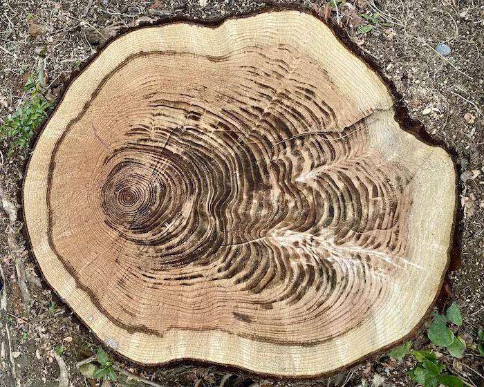 fresh stump.webp