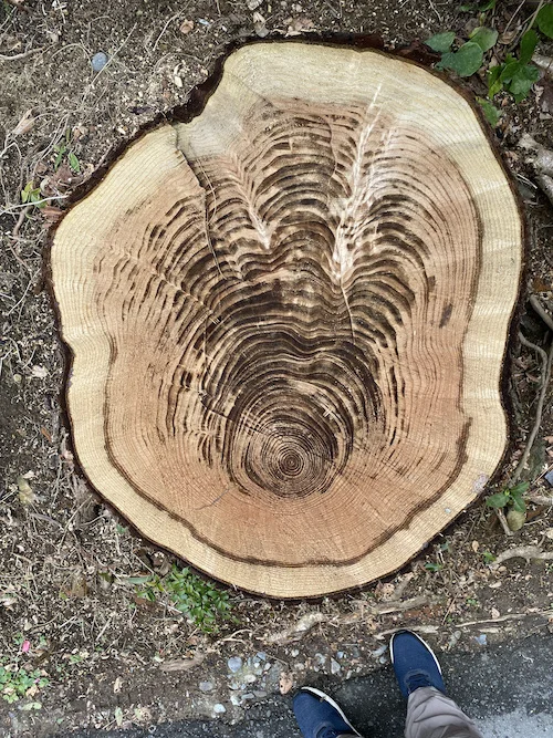 fresh stump2.jpeg