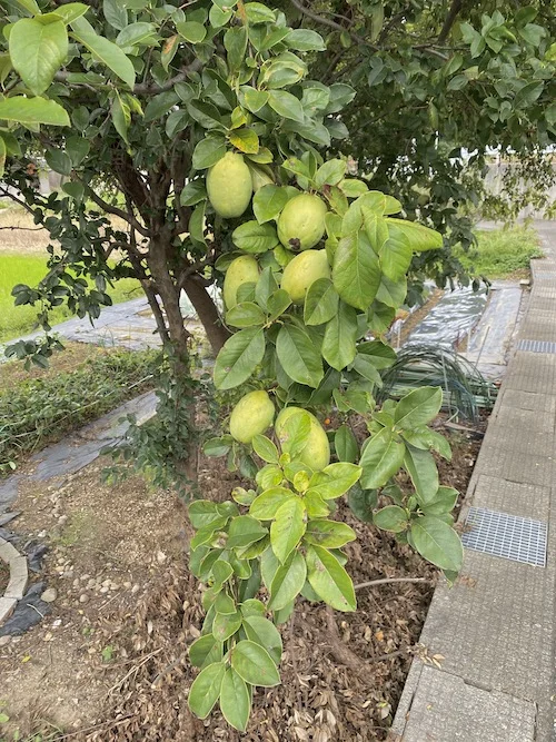 fruit.webp