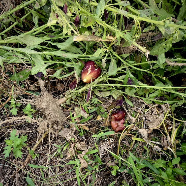 fruits&roots.webp