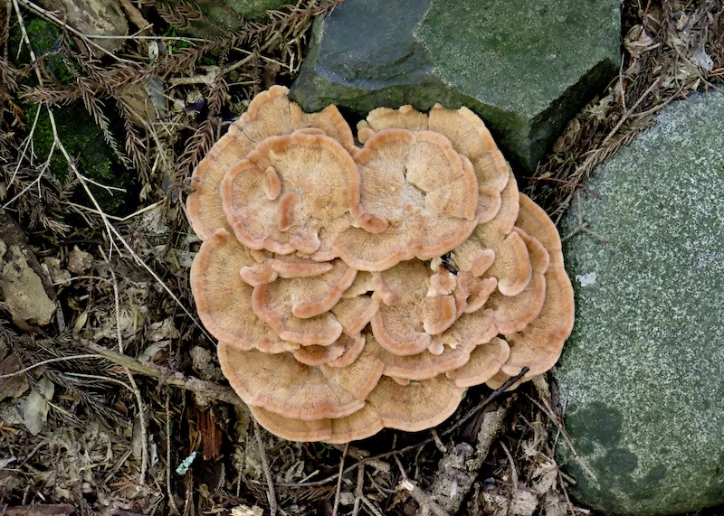 fungi.webp