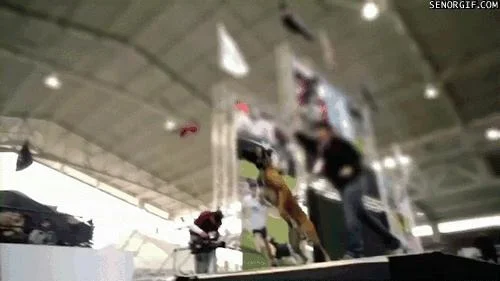 funnygifsextremedogjumpgif-1.webp