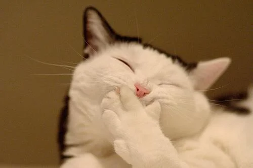 funnypicturecatpictureehpiencat-1.webp