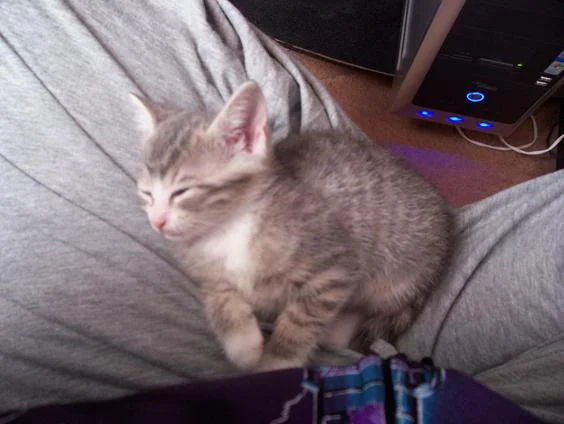 gadgetsleepingcx9-1.webp