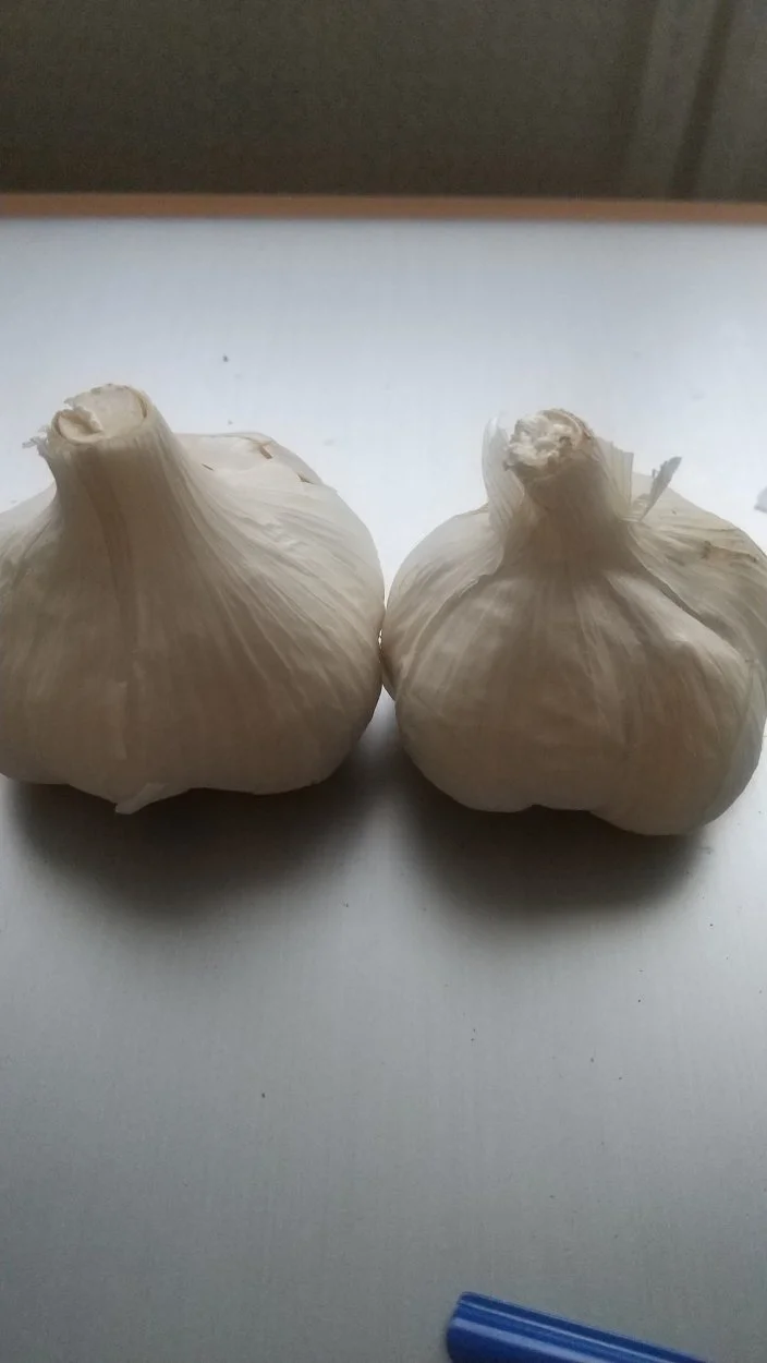 garlic.webp