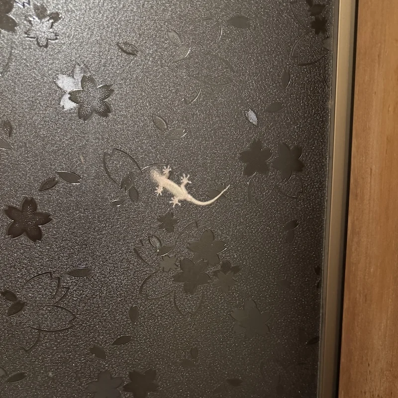 gecko.webp