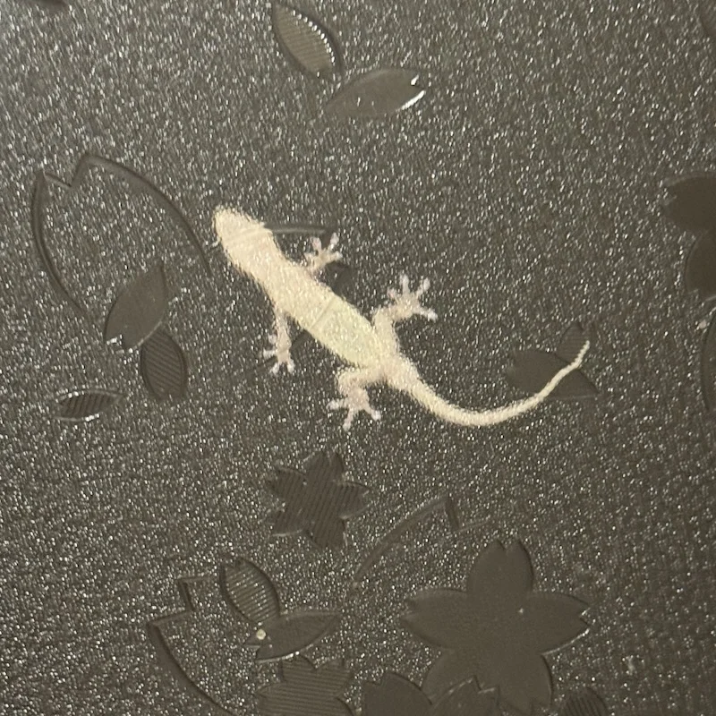 gecko2.webp
