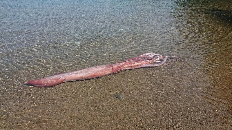 giant-squid-fukui.webp