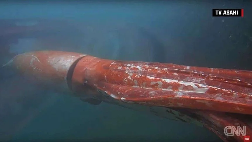 giant-squid.webp