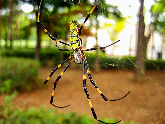 Golden orb spider