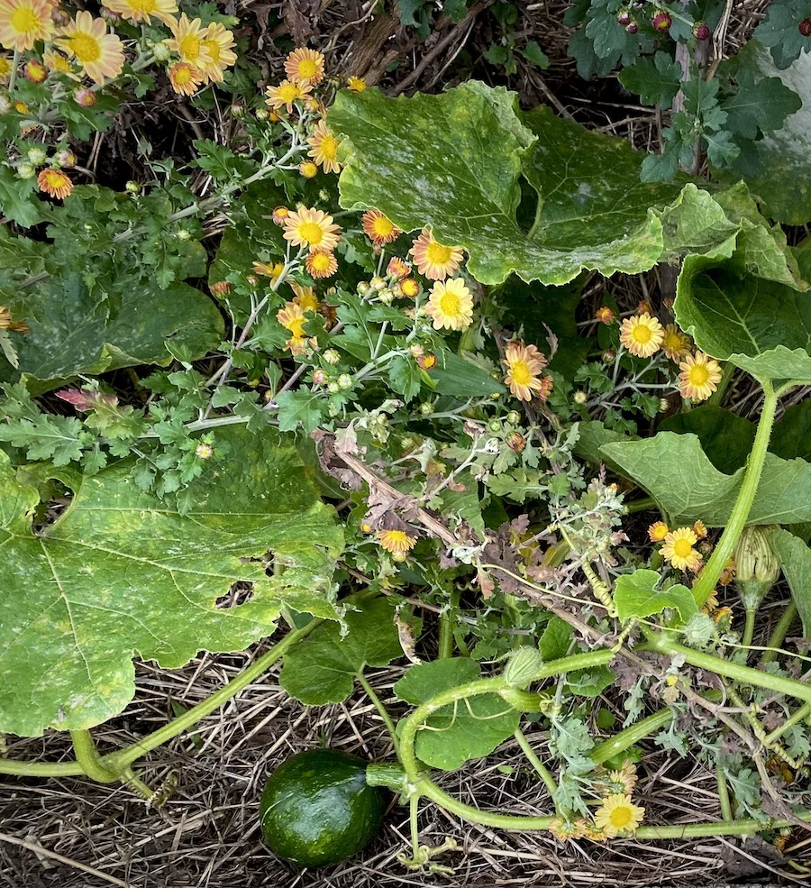 gourd:greens.webp