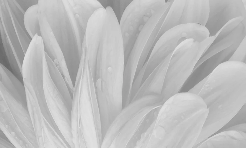 grays.webp
