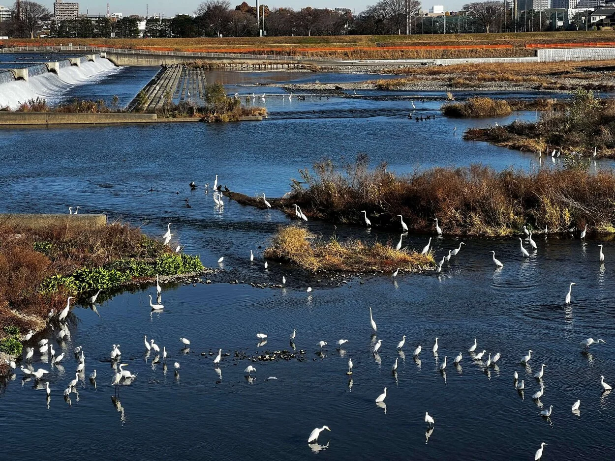 great-egrets.webp