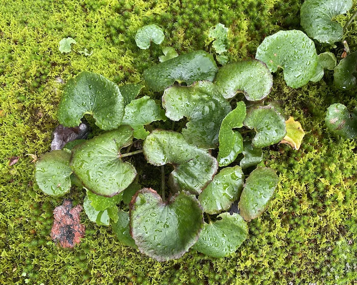 green-1.webp
