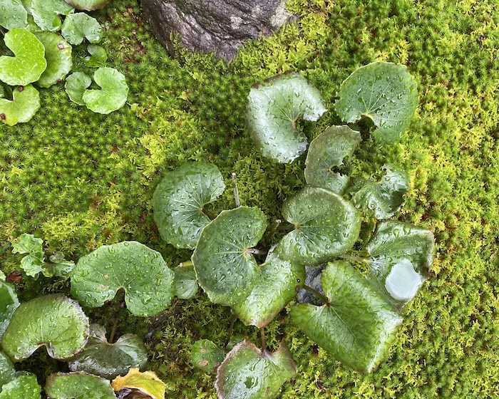 green-2.webp