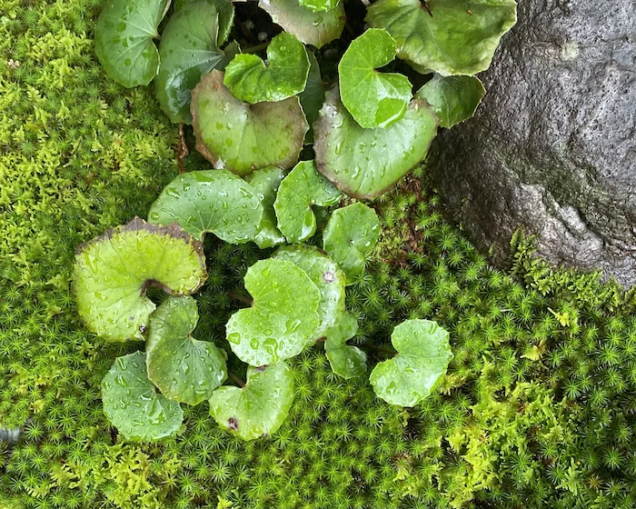green-3.webp