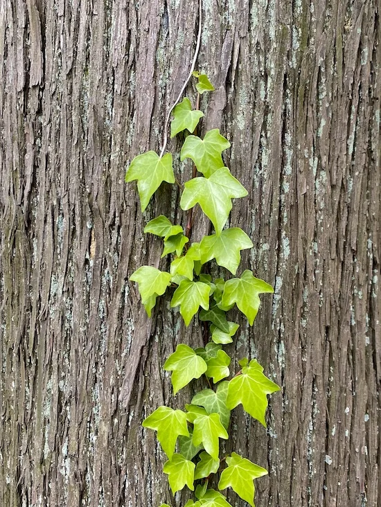 green climber.webp