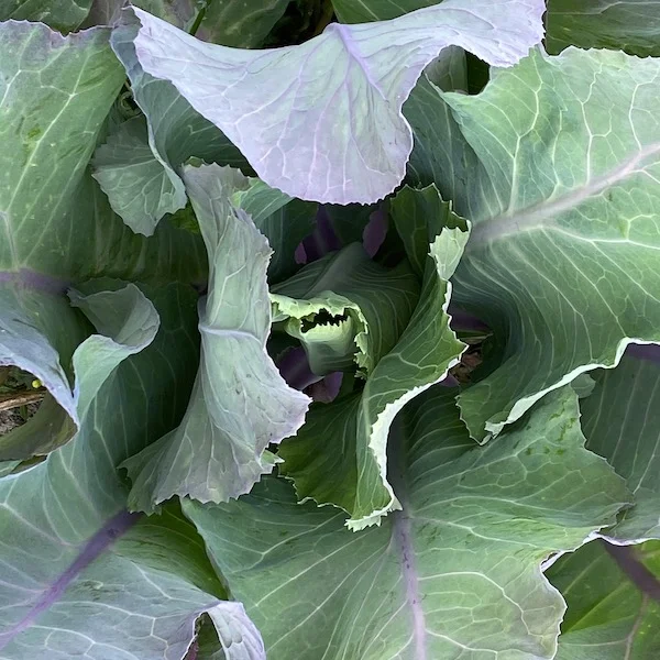 green.webp