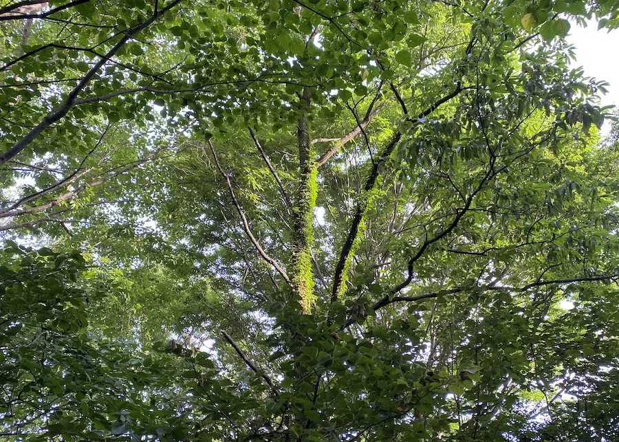 green.webp
