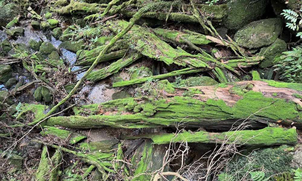 green.JPG
