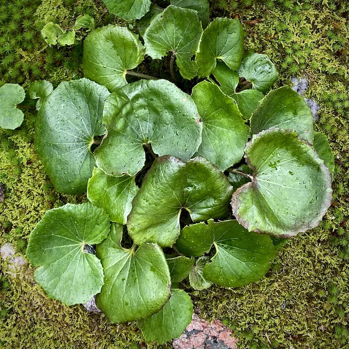 green.webp
