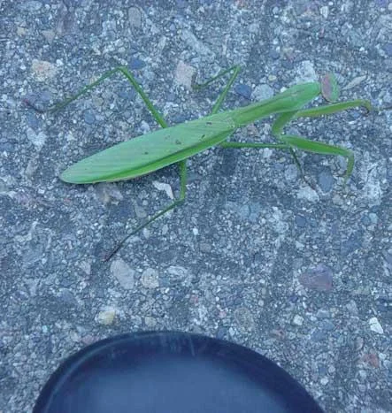 greenbug9dp-1.webp
