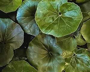 greens-round-small.webp