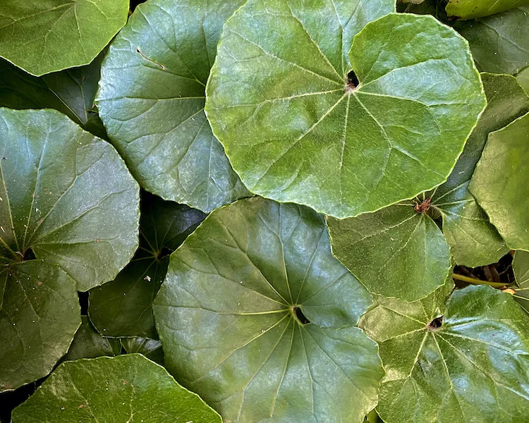 greens:round.webp