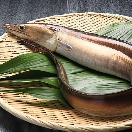 Hamo 鱧