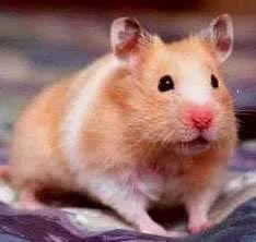 hamster-1.webp