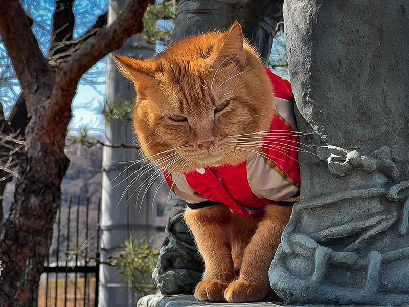 hamura-cat-2.webp