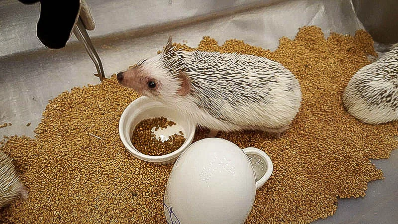 harry-hedgehog02-.webp
