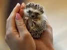 hedgehog-cafe.webp