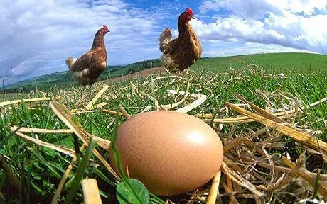 hens_egg_1364087c-1.webp