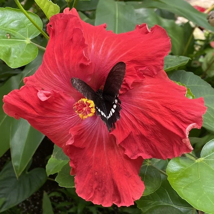 hibiscus.webp