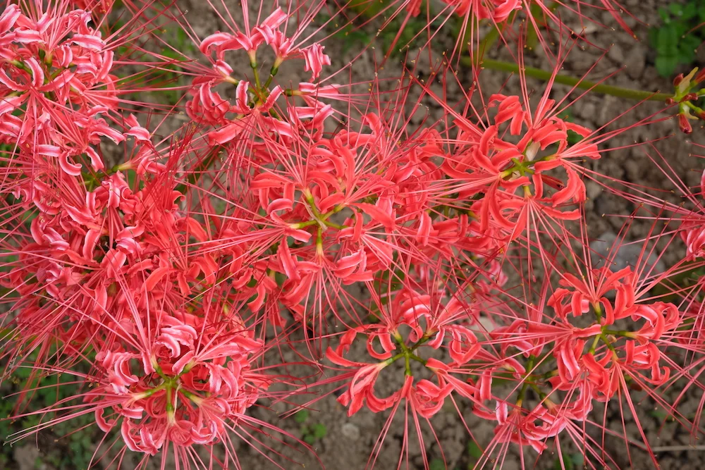higanbana red.webp