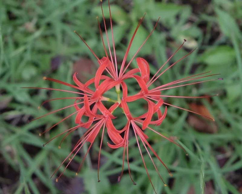 higanbana.webp