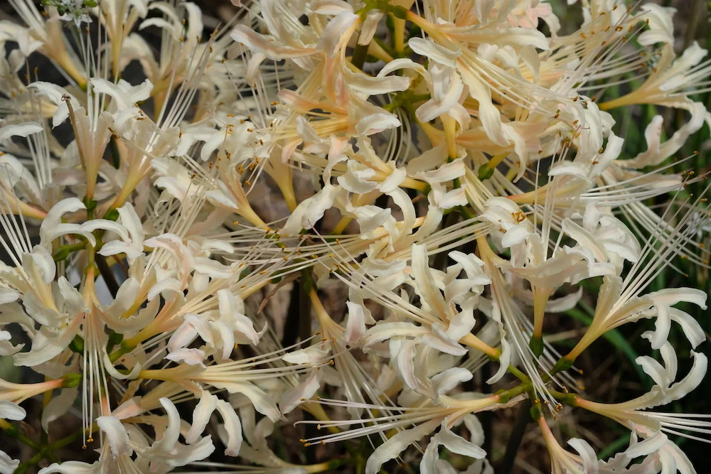 higanbana white-B.webp