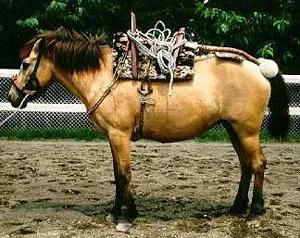 hokkaido_horse.jpg