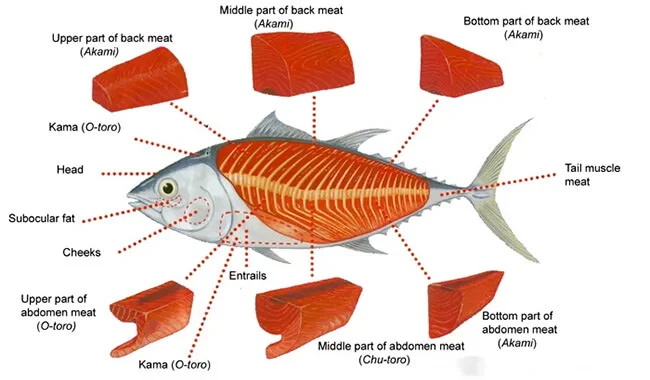 honmaguro.webp