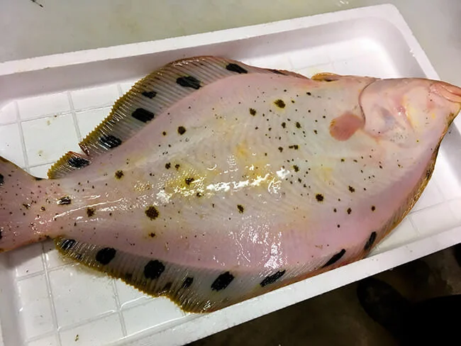 Hoshigarei (星鰈)