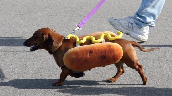 Hot20Dog-1.webp