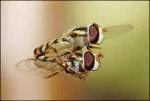 hoverfliesmatingmidairiw0th-1.webp