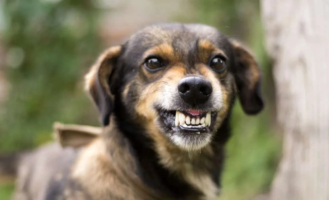 how-to-survive-dog-attack-1150x700_hzrl.jpg