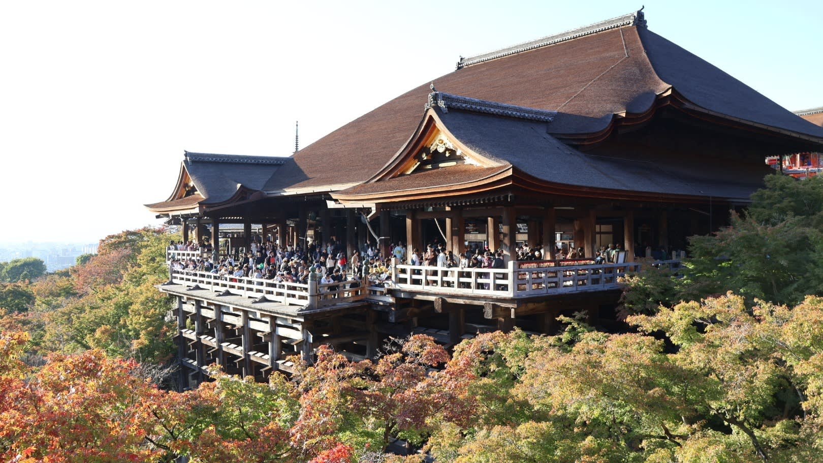 Climate change shifts Kyoto's autumn colours into December