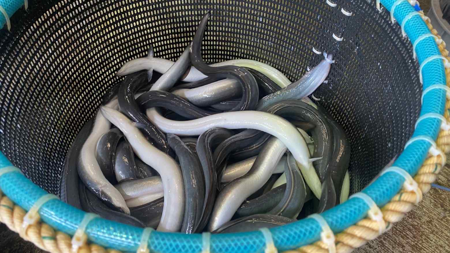 EU may list eels as protected species despite Japan's objection