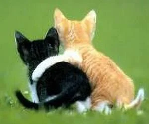 Hugging_Kitties_Cropd-1.webp