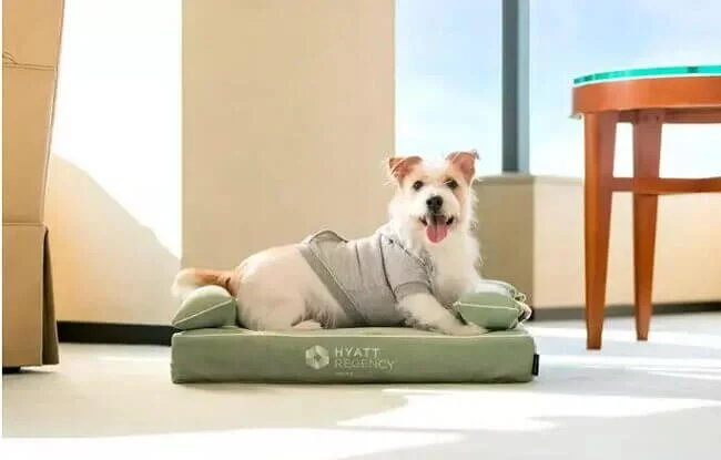 hyatt-regency-osaka-pets.webp