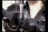 Hyde9.gif